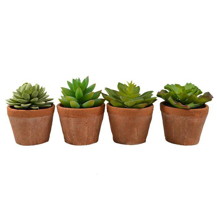 11cm Succulent in Terracotta Pot - HOME STORAGE - Accessories and Decor - Soko and Co